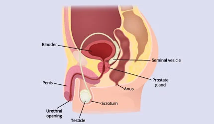 prostate